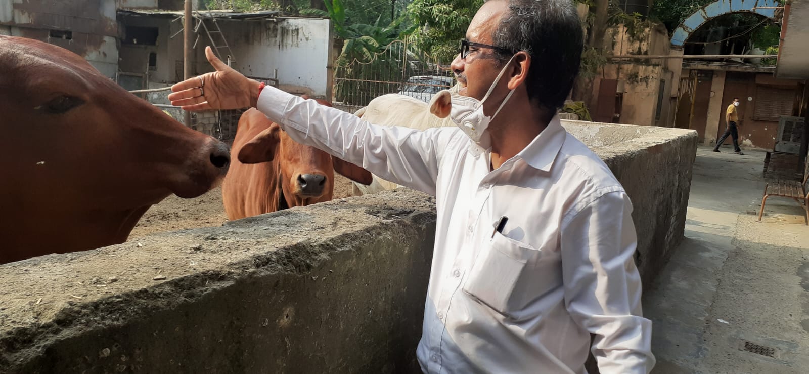 Gau Seva